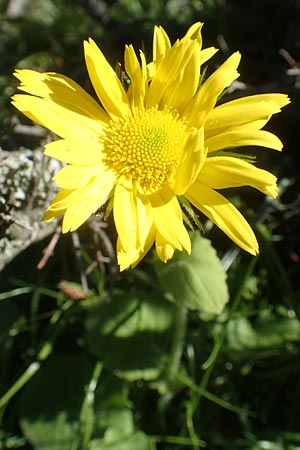 Doronicum orientale \ stliche Gmswurz / Caucasian Leopard's-Bane, Chios Viki 31.3.2016