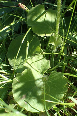 Doronicum orientale \ stliche Gmswurz, Chios Viki 31.3.2016