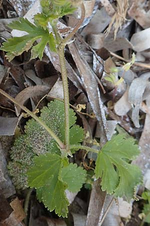 Erodium chium \ Chios-Reiherschnabel / Chios Stork's-Bill, Chios Kato Fana 29.3.2016