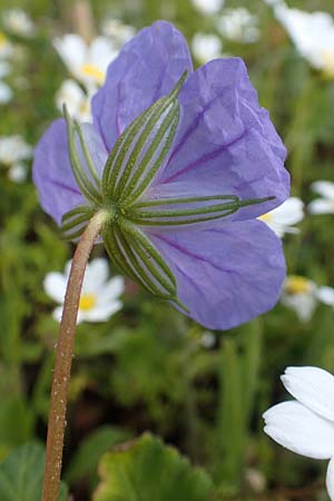 Erodium gruinum \ Reiherschnabel / Iranian Crane's-Bill, Chios Avgonima 28.3.2016