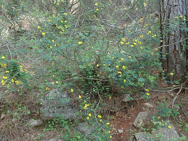 Hippocrepis emerus subsp. emeroides \ Langstielige Strauch-Kronwicke, Chios Viki 31.3.2016