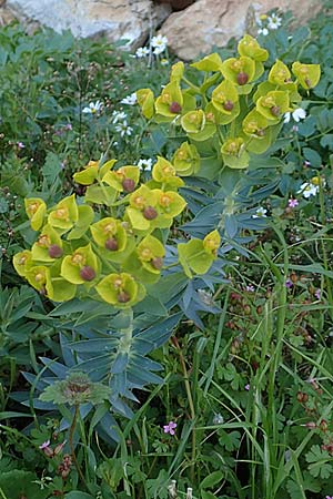 Euphorbia rigida \ Steife Wolfsmilch, Zweidrsen-Wolfsmilch, Chios Anavatos 28.3.2016