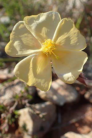 Fumana arabica \ Zwerg-Nadelrschen, Chios Emporios 29.3.2016