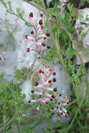 Fumaria capreolata \ Rankender Erdrauch / White Ramping Fumitory, Chios Vessa 1.4.2016