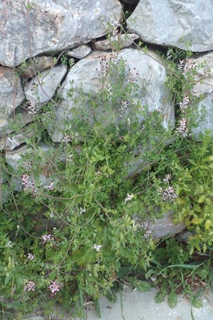 Fumaria capreolata / White Ramping Fumitory, Chios Vessa 1.4.2016