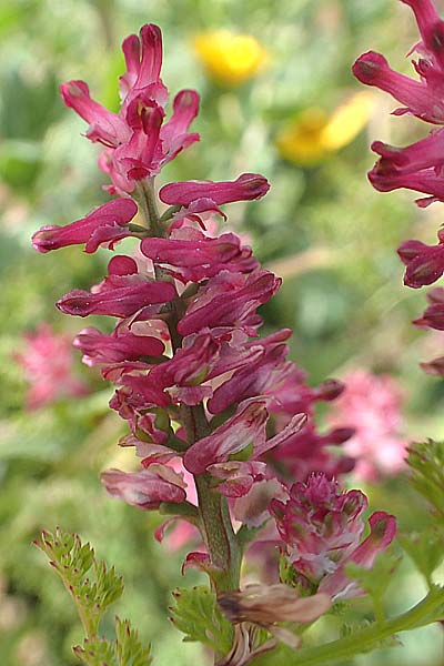 Fumaria densiflora \ Dichtbltiger Erdrauch, Chios Olimbi 1.4.2016