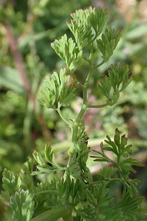 Fumaria densiflora \ Dichtbltiger Erdrauch, Chios Olimbi 1.4.2016