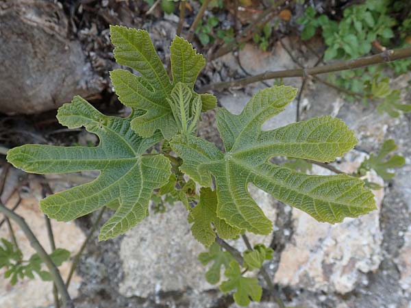 Ficus carica \ Feigenbaum / Fig, Chios Anavatos 28.3.2016