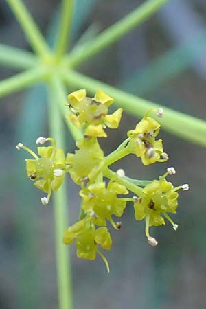 Ferulago humilis \ Niedrige Birkwurz / Low Fennel, Chios Viki 31.3.2016