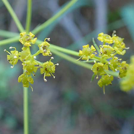 Ferulago humilis \ Niedrige Birkwurz / Low Fennel, Chios Viki 31.3.2016