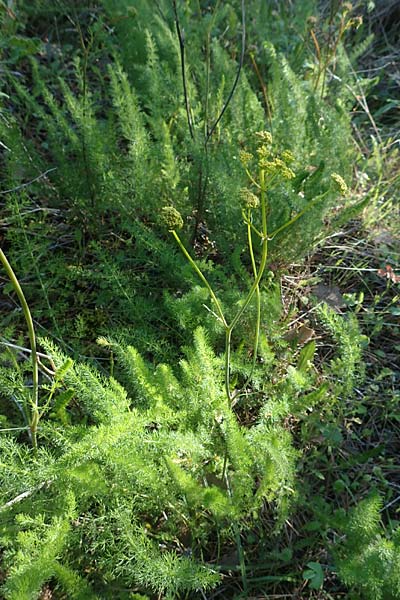 Ferulago humilis \ Niedrige Birkwurz / Low Fennel, Chios Viki 30.3.2016