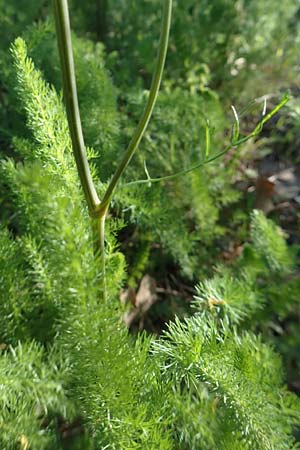 Ferulago humilis \ Niedrige Birkwurz / Low Fennel, Chios Viki 30.3.2016