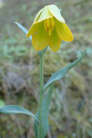 Fritillaria pelinaea / Pelinaion Fritillary, Chios Viki 30.3.2016