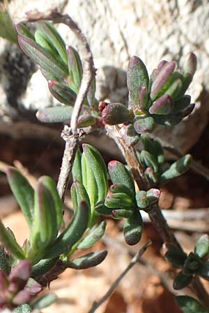 Fumana thymifolia \ Thymianblttriges Nadelrschen, Chios Olimbi, Agios Dynami 1.4.2016