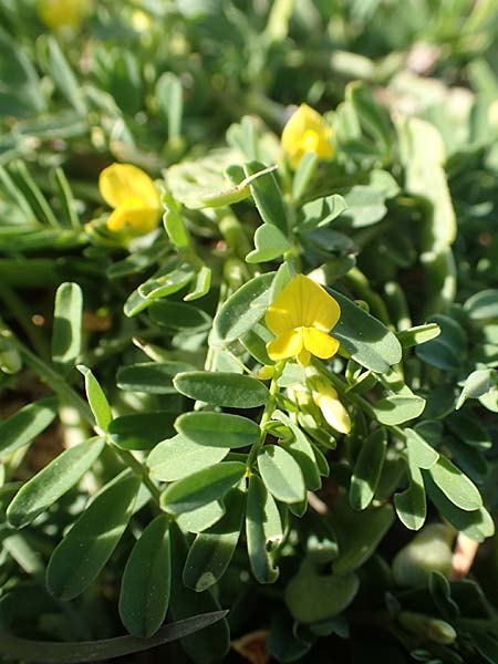 Hippocrepis unisiliquosa \ Einhlsiger Hufeisenklee / One-Flowered Horseshoe Vetch, Chios Anavatos 28.3.2016