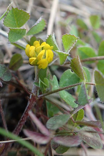 Medicago monspeliaca \ Montpellier-Bockshornklee, Franzsischer Schneckenklee, Chios Avgonima 28.3.2016