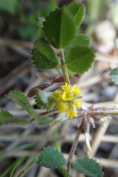 Medicago monspeliaca \ Montpellier-Bockshornklee, Franzsischer Schneckenklee / Hairy Trigonella, Star-Fruited Fenugreek, Chios Avgonima 28.3.2016