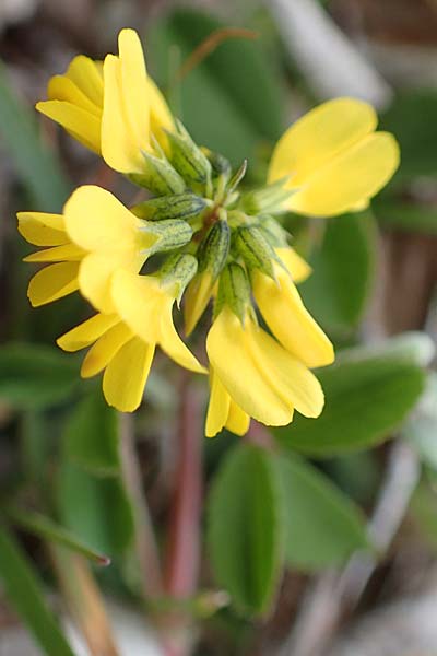 Trigonella balansae \ Balansas Bockshornklee / Balansa's Fenugreek, Chios Kampos 27.3.2016