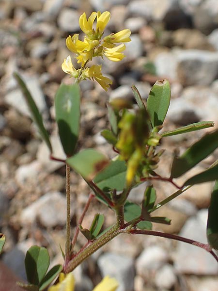 Melilotus neapolitanus \ Neapolitaner Honigklee, Chios Olimbi, Agios Dynami 1.4.2016