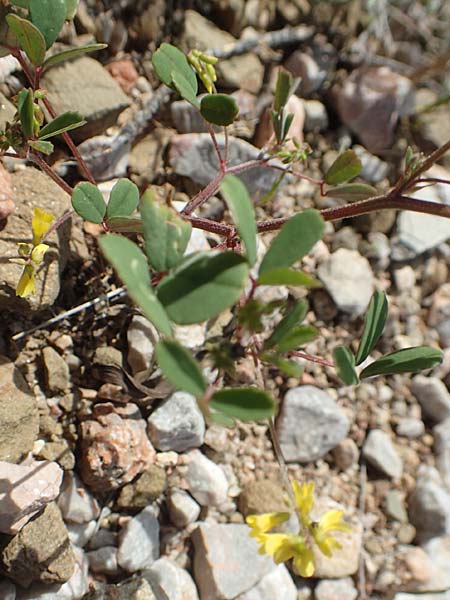 Melilotus spicatus \ Neapolitaner Honigklee / European Sweet Clover, Neapolitan Melilot, Chios Olimbi, Agios Dynami 1.4.2016