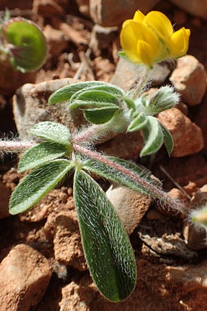 Hymenocarpos circinnatus \ Pfennig-Klee / Disk Trefoil, Chios Olimbi, Agios Dynami 1.4.2016