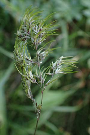 Poa bulbosa \ Knolliges Rispengras / Bulbous Meadow Grass, Chios Anavatos 28.3.2016