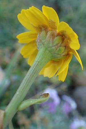 Glebionis segetum \ Saat-Wucherblume, Saat-Goldblume / Corn Marygold, Chios Viki 31.3.2016