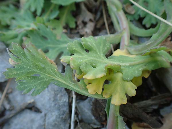 Glebionis segetum \ Saat-Wucherblume, Saat-Goldblume, Chios Viki 31.3.2016