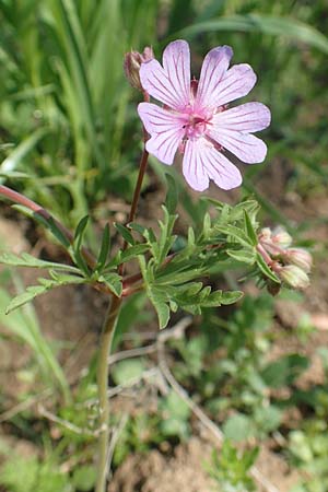 Geranium tuberosum / Bulbous Crane's-Bill, Chios Vavili 28.3.2016