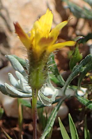 Achyrophorus valdesii \ Ätna-Ferkelkraut, Mittelmeer-Ferkelkraut, Chios Olimbi, Agios Dynami 1.4.2016