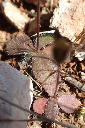 Achyrophorus valdesii \ Ätna-Ferkelkraut, Mittelmeer-Ferkelkraut / Mediterranean Cat's-Ear, Chios Olimbi, Agios Dynami 1.4.2016