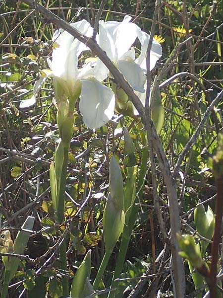 Iris albicans \ Weie Fahnen-Iris, Weie Schwertlilie, Chios Viki 30.3.2016