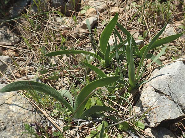 Iris suaveolens \ Vielfarben-Zwerg-Schwertlilie / Turkish Dwarf Iris, Chios Katavasi 30.3.2016