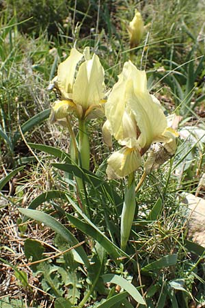 Iris suaveolens \ Vielfarben-Zwerg-Schwertlilie / Turkish Dwarf Iris, Chios Katavasi 30.3.2016