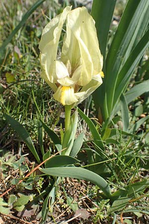 Iris suaveolens \ Vielfarben-Zwerg-Schwertlilie, Chios Katavasi 30.3.2016