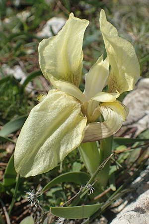 Iris suaveolens \ Vielfarben-Zwerg-Schwertlilie / Turkish Dwarf Iris, Chios Katavasi 30.3.2016