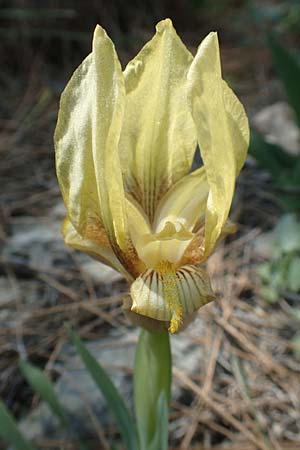 Iris suaveolens \ Vielfarben-Zwerg-Schwertlilie, Chios Katavasi 30.3.2016