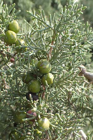 Cupressus sempervirens var. horizontalis / Mediterranean Cypress, Chios Kato Fana 29.3.2016