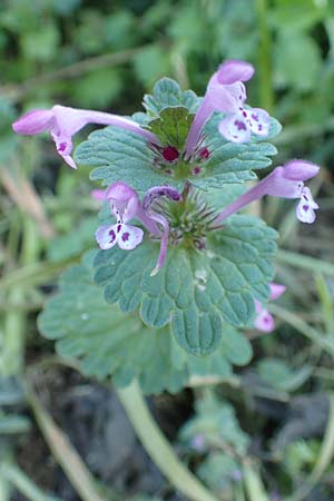 Lamium amplexicaule \ Stngelumfassende Taubnessel / Henbit Dead-Nettle, Chios Kampos 28.3.2016