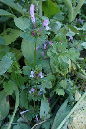 Lamium amplexicaule \ Stngelumfassende Taubnessel, Chios Kampos 28.3.2016