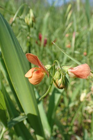 Lathyrus gorgoni \ Orangefarbige Platterbse / Orange Vetchling, Chios Vavili 28.3.2016