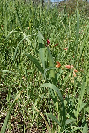 Lathyrus gorgoni \ Orangefarbige Platterbse, Chios Vavili 28.3.2016