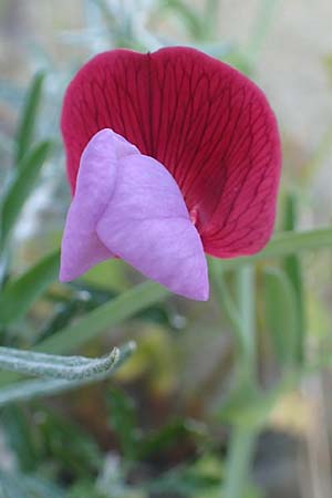 Lathyrus articulatus \ Glieder-Platterbse / Jointed-Podded Pea, Chios Emporios 29.3.2016