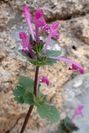 Lamium amplexicaule \ Stngelumfassende Taubnessel / Henbit Dead-Nettle, Chios Mesta 2.4.2016