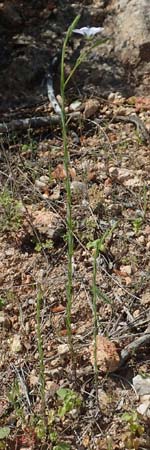 Linum bienne \ Zweijhriger Lein / Pale Flax, Chios Kalamoti 2.4.2016