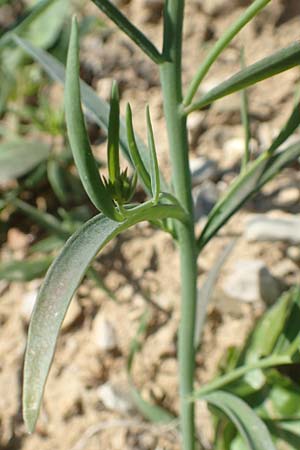 Linaria chalepensis \ Aleppo-Leinkraut / Mediterranean Toadflax, Aleppo Toadflax, Chios Pirgi 29.3.2016