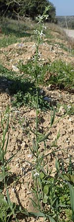 Linaria chalepensis \ Aleppo-Leinkraut / Mediterranean Toadflax, Aleppo Toadflax, Chios Pirgi 29.3.2016