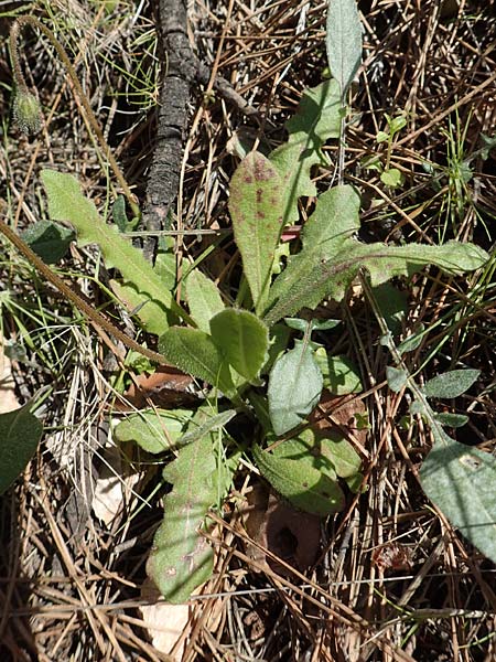 Leontodon tuberosus \ Knolliger Lwenzahn / Tuberous Hawkbit, Chios Avgonima 28.3.2016