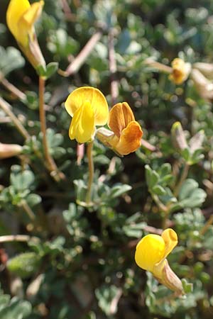 Lotus halophilus \ Salzliebender Hornklee / Greater Bird's-Foot Trefoil, Chios Metochi 30.3.2016