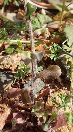 Legousia pentagonia \ Frauenspiegel / Pentagonia, Chios Olimbi, Agios Dynami 1.4.2016